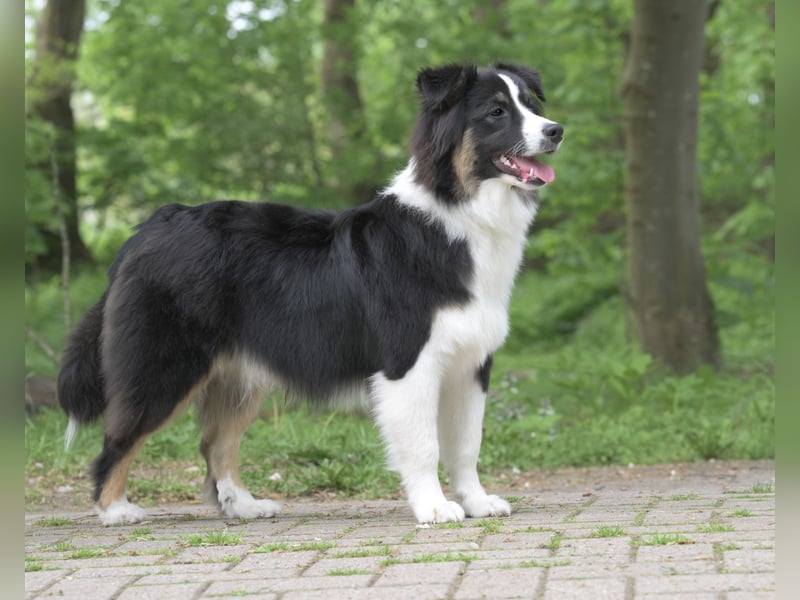 Exklusiver Miniature Australian Shepherd Junghund für aktive Rassekenner