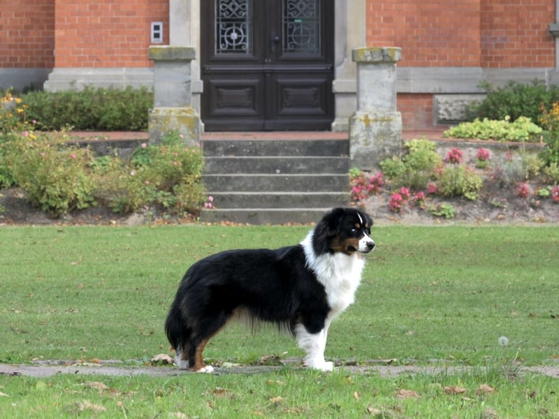 Traumhafter Miniature Australian Shepherd Rüde sucht Herzensmenschen