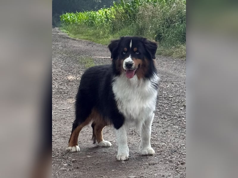 5 ⭐️ ⭐️ ⭐️ ⭐️ ⭐️ Zuhause für außergewöhnlichen Traumhund gesucht