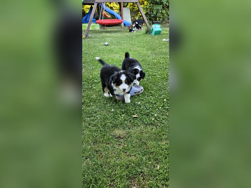 Bezaubernde Mini Australien Shepherd Welpen suchen ihr Für-Immer-Zuhause