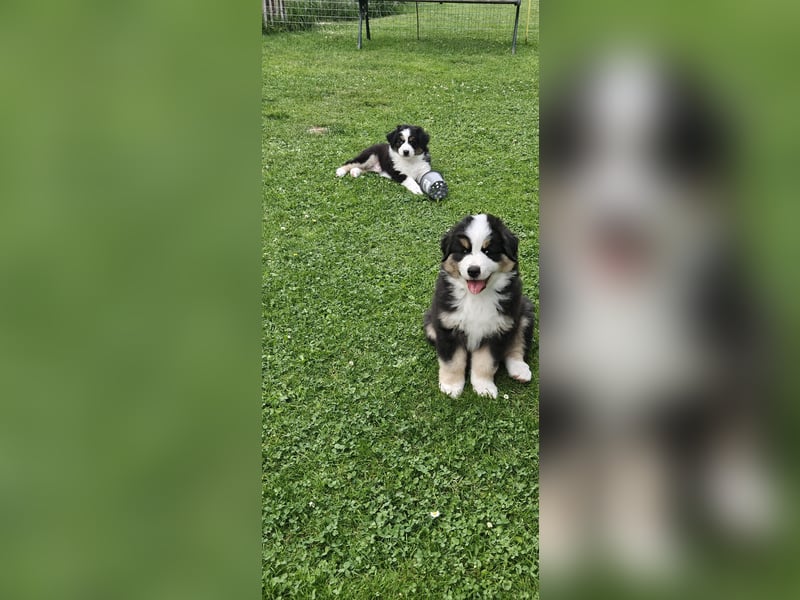 Bezaubernde Mini Australien Shepherd Welpen suchen ihr Für-Immer-Zuhause