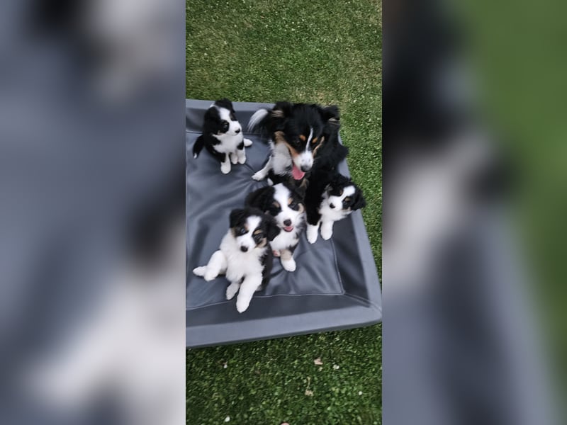 Bezaubernde Mini Australien Shepherd Welpen suchen ihr Für-Immer-Zuhause