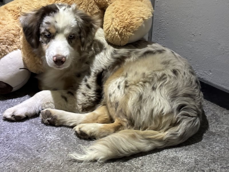 Mini Aussie in liebevolle Verantwortungsbewusste Hände