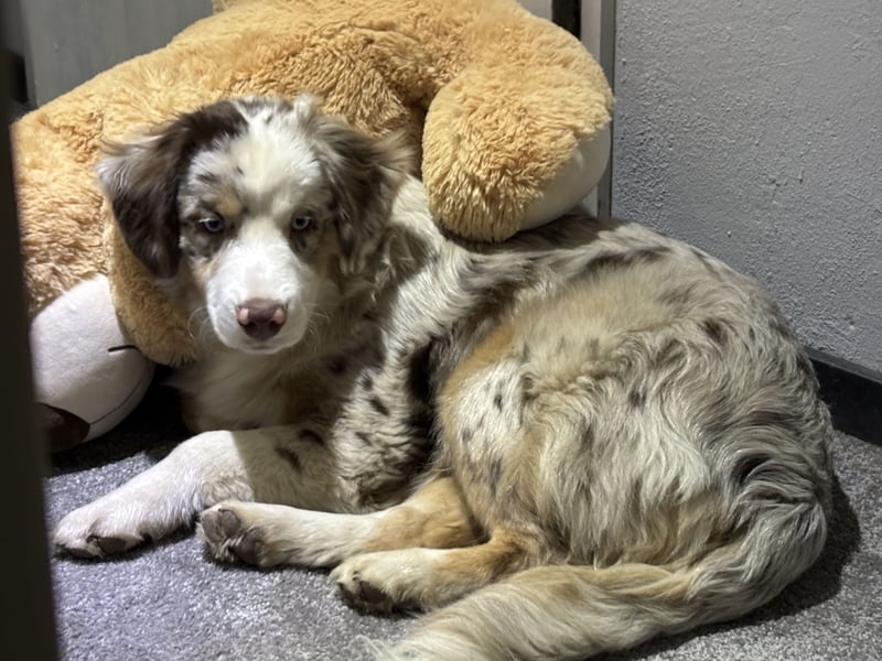 Mini Aussie in liebevolle Verantwortungsbewusste Hände