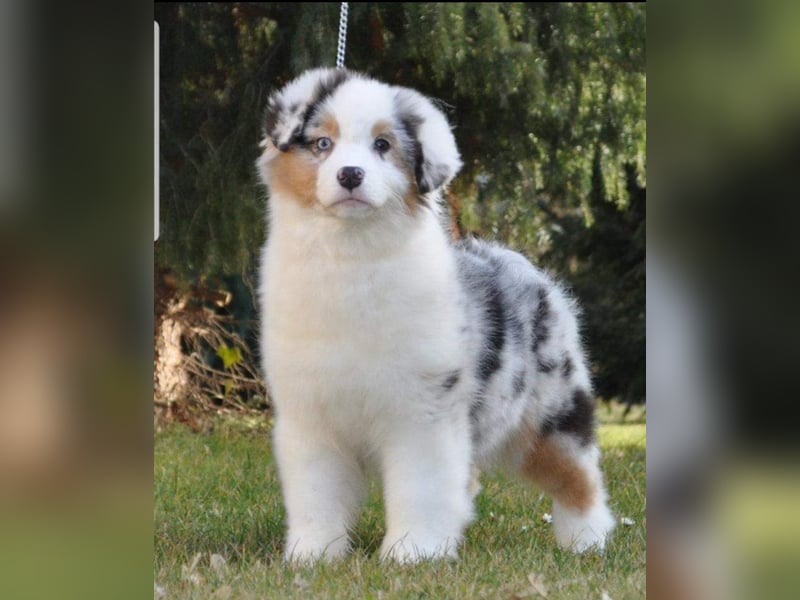 Miniature Australian Shepherd Babys