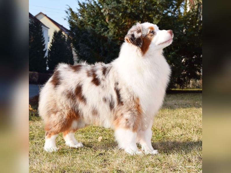 Miniature Australian Shepherd Babys