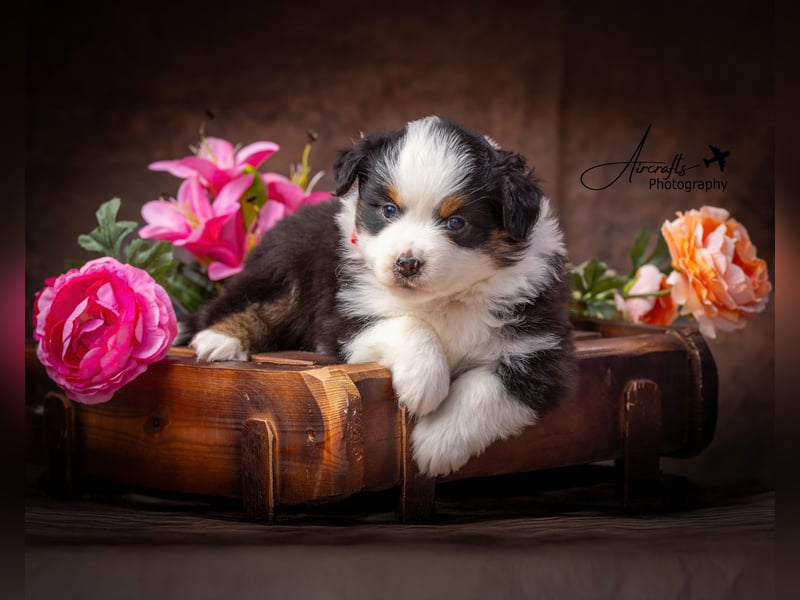 Miniature Australian Shepherd Babys
