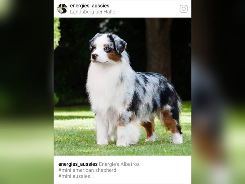 Miniature Australian Shepherd Babys