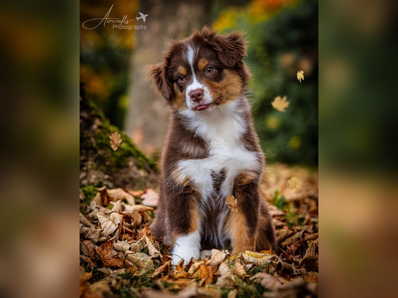 Miniature Australian Shepherd Babys