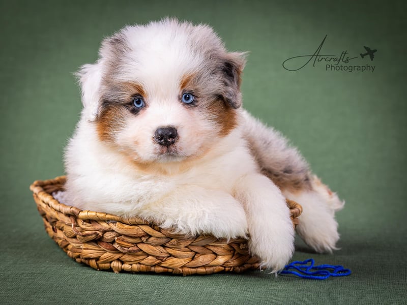 Miniature Australian Shepherd Babys