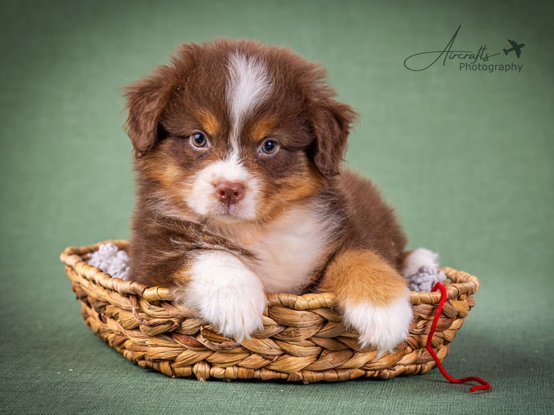 Miniature Australian Shepherd Babys