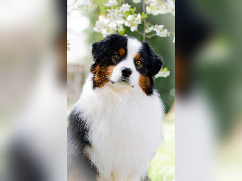 Miniature Australian Shepherd Babys