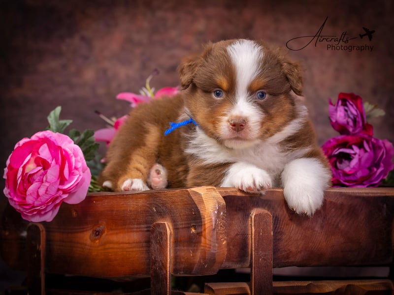 Miniature Australian Shepherd Babys