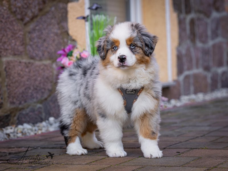Miniature Australian Shepherd Babys