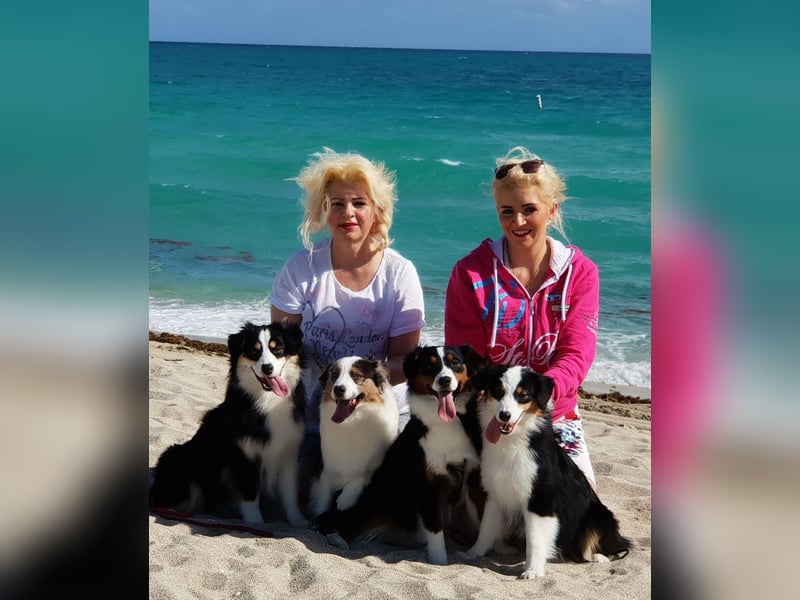 Miniature Australian Shepherd Babys