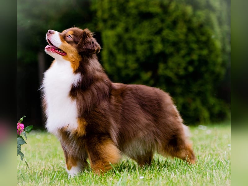 Miniature Australian Shepherd Babys