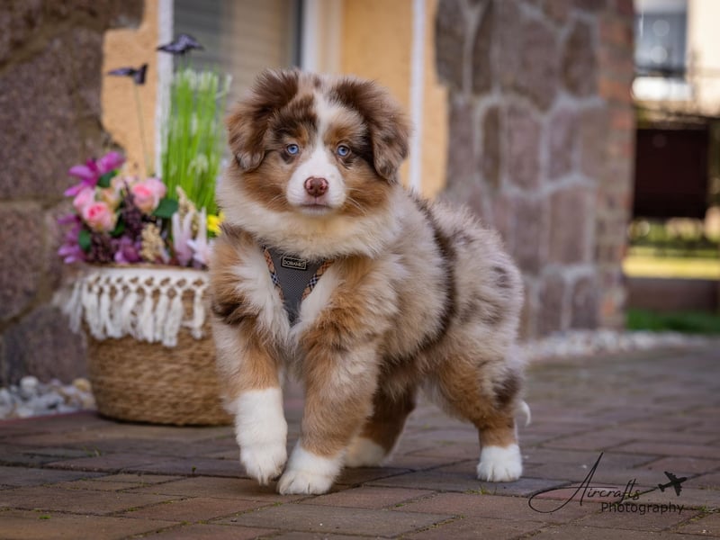 Miniature Australian Shepherd Babys