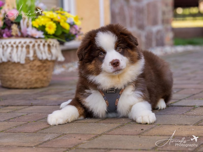 Miniature Australian Shepherd Babys