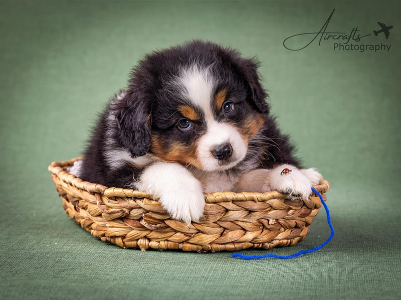 Miniature Australian Shepherd Babys