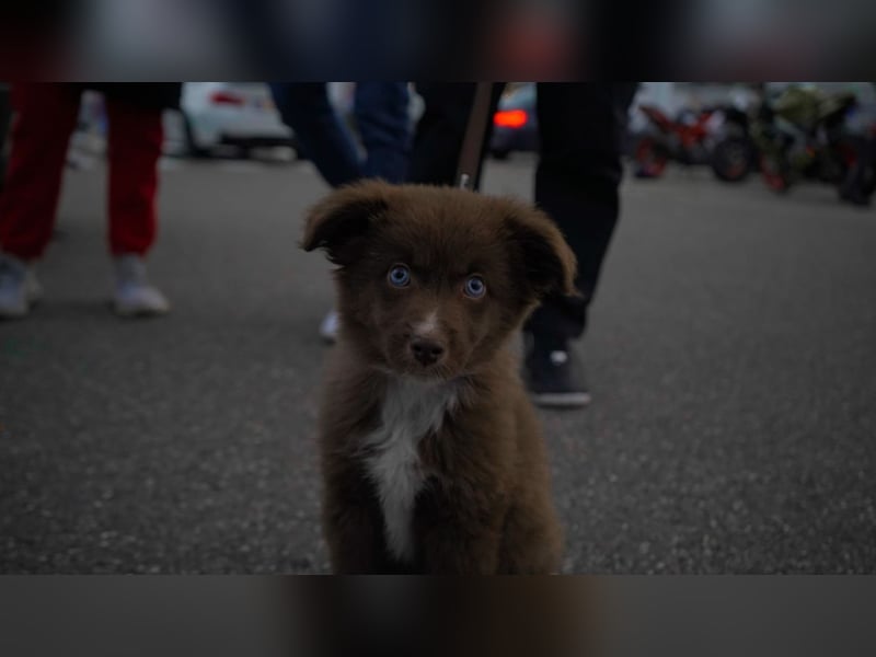 Mini Australian Shepherd