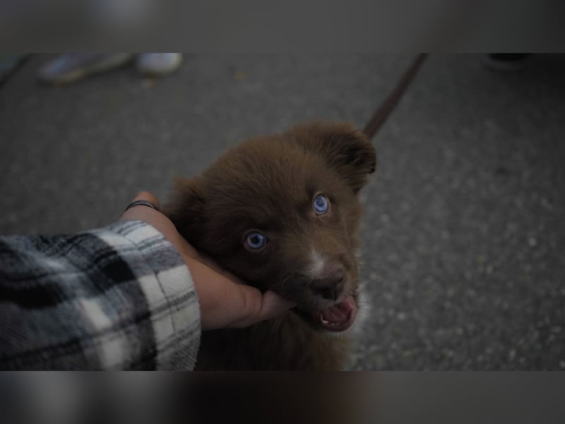 Mini Australian Shepherd