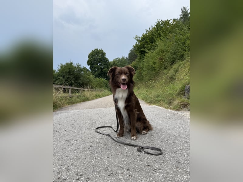 Mini Australian Shepherd