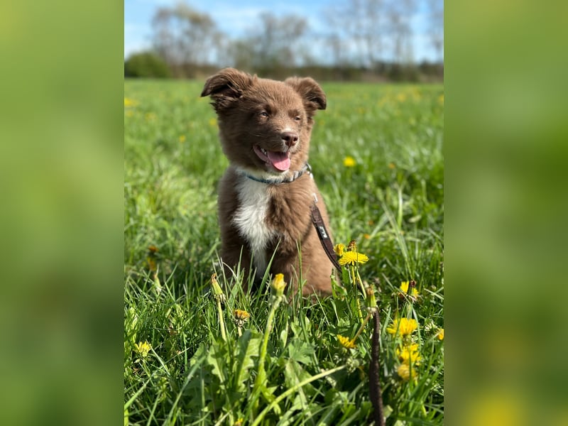 Mini Australian Shepherd