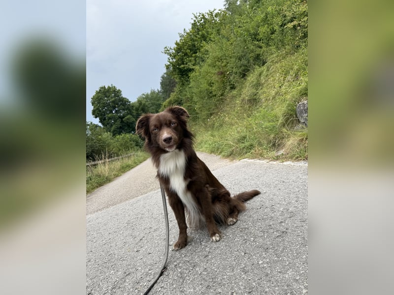 Mini Australian Shepherd