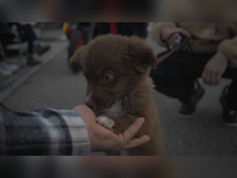Mini Australian Shepherd