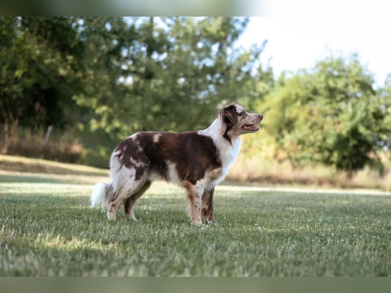 Miniature Australian Shepherd Deckrüde MASCA EMASCD. E.V. Mini Aussie Miniatur American Shepherd