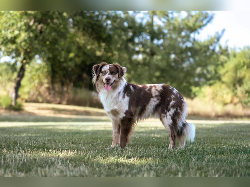 Miniature Australian Shepherd Deckrüde MASCA EMASCD. E.V. Mini Aussie Miniatur American Shepherd