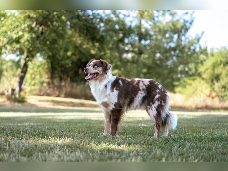 Miniature Australian Shepherd Deckrüde MASCA EMASCD. E.V. Mini Aussie Miniatur American Shepherd