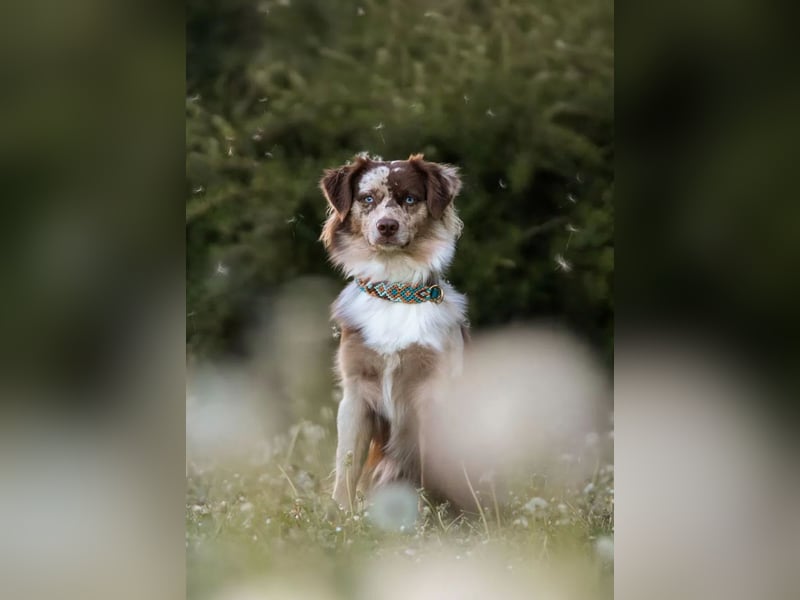 Miniature Australian Shepherd Deckrüde MASCA EMASCD. E.V. Mini Aussie Miniatur American Shepherd