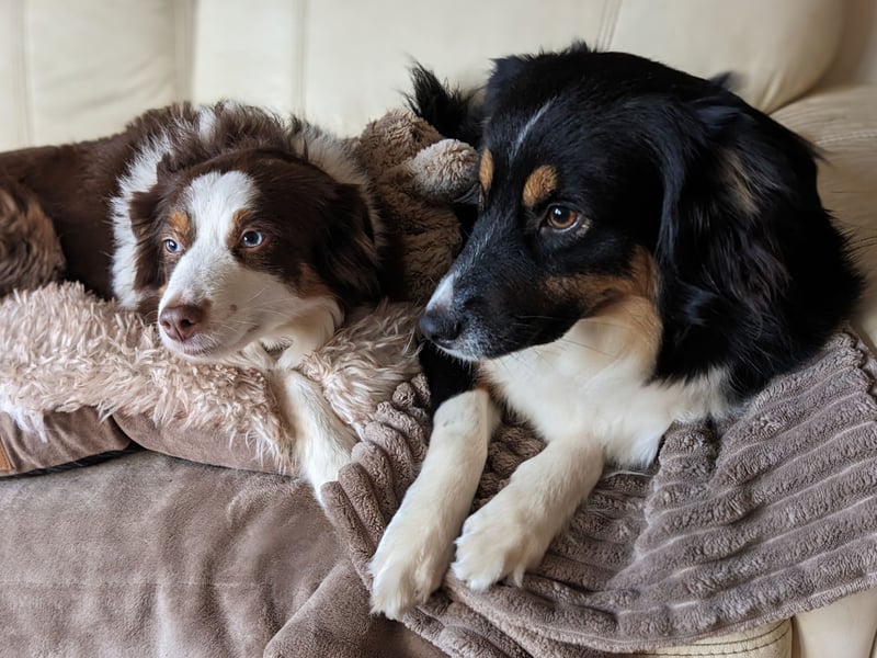 Wunderschöne Miniature Australian Shepherd Hündin