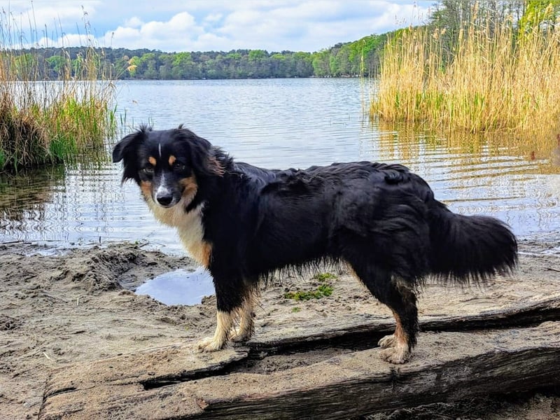 Wunderschöne Miniature Australian Shepherd Hündin