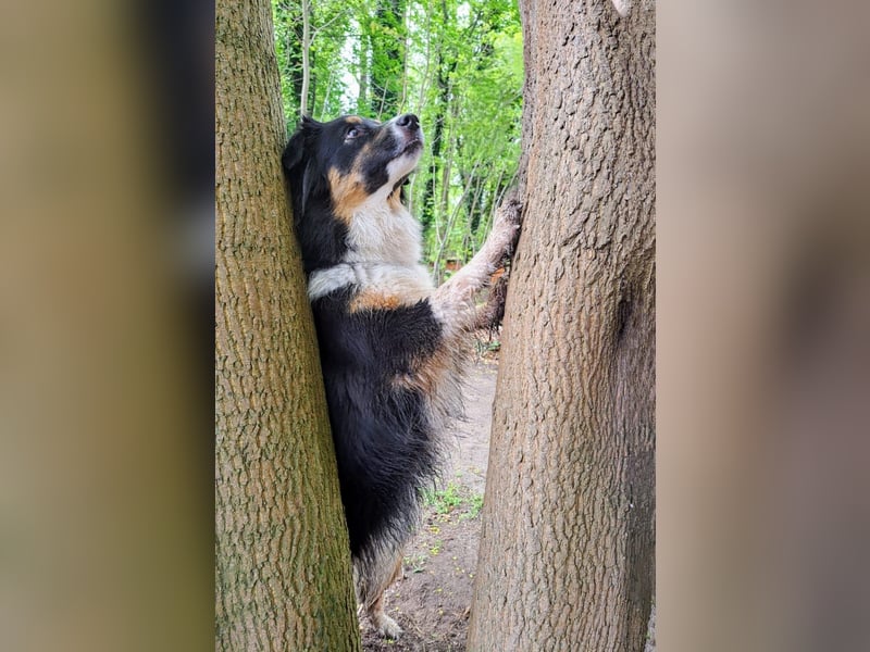 Wunderschöne Miniature Australian Shepherd Hündin
