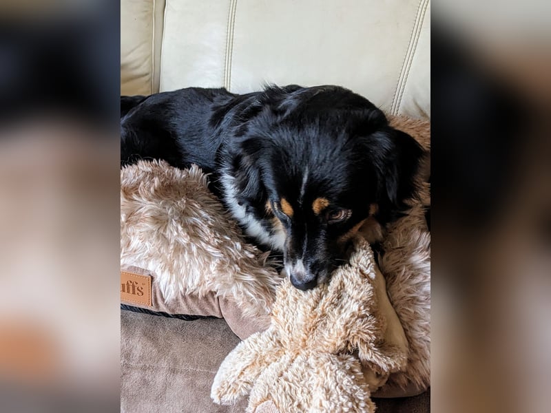 Wunderschöne Miniature Australian Shepherd Hündin