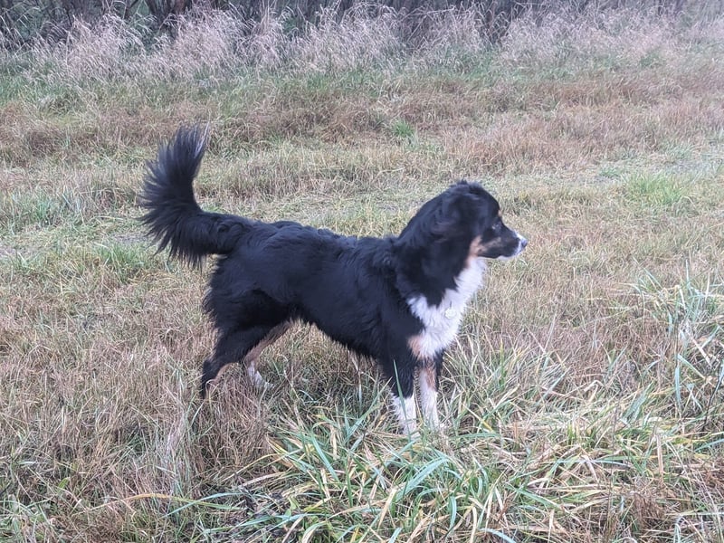 Wunderschöne Miniature Australian Shepherd Hündin