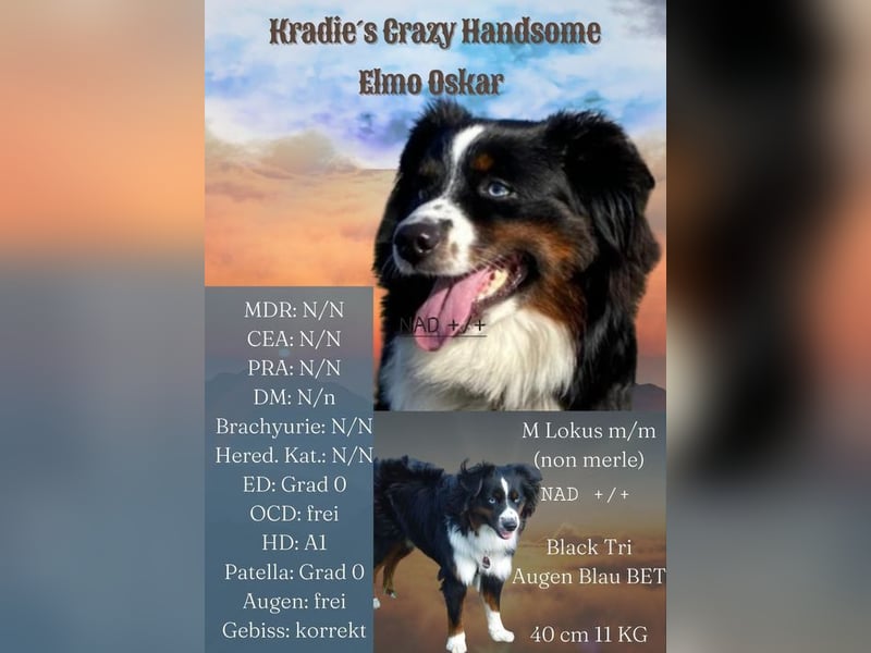 Mini Australian Shepherd Deckrüde