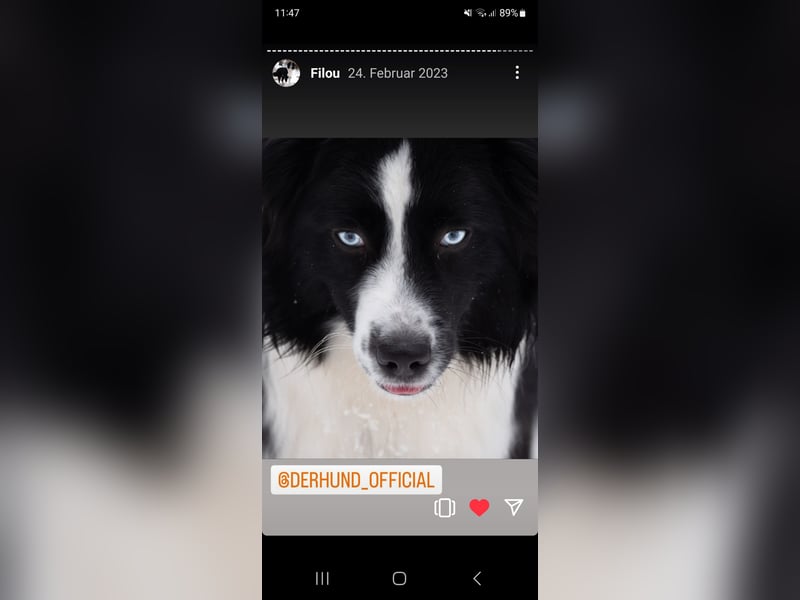 Mini Australian Shepherd Deckrüde