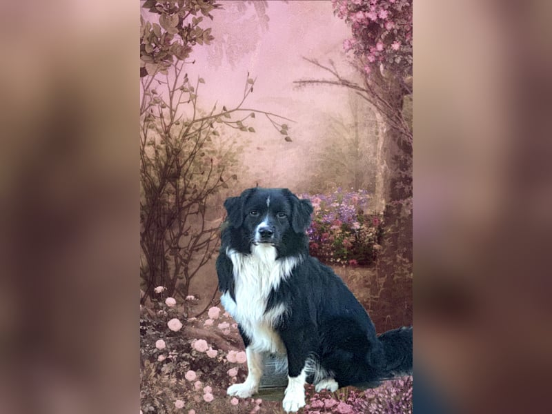 Mini Australian Shepherd Deckrüde