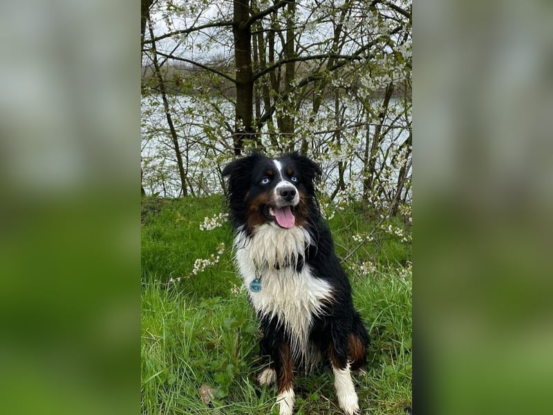 Mini Australian Shepherd Deckrüde