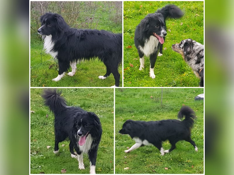 Mini Australian Shepherd Deckrüde