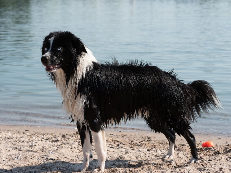 Mini Australian Shepherd Deckrüde