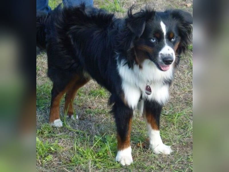 Mini Australian Shepherd Deckrüde