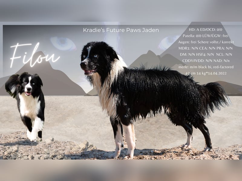 Mini Australian Shepherd Deckrüde