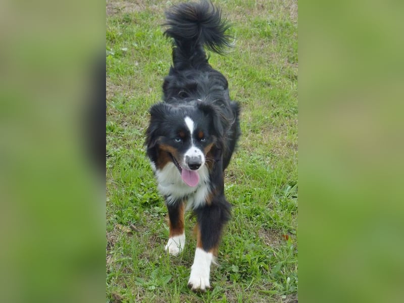 Mini Australian Shepherd Deckrüde