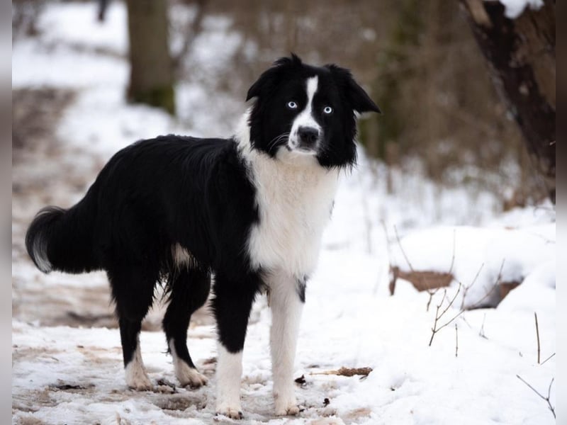Mini Australian Shepherd Deckrüde