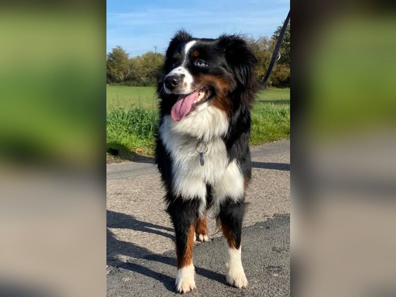 Mini Australian Shepherd Deckrüde