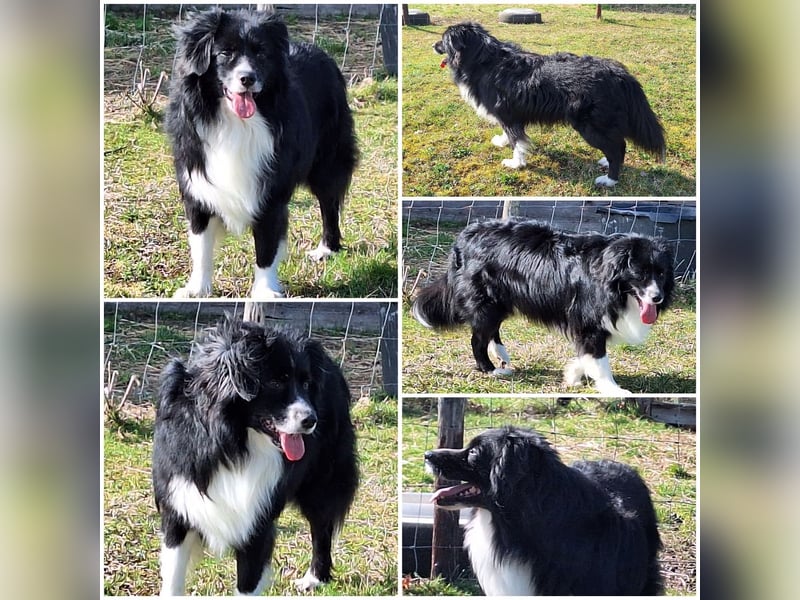 Mini Australian Shepherd Deckrüde